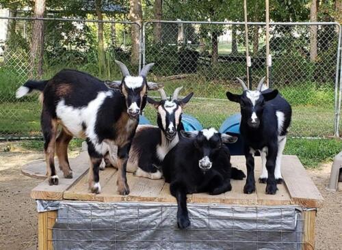 four goats